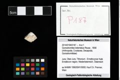 Foto (Objekt + Etikett) von Goniodromites bidentatus (Reuss, 1858)  (NHMW-GEO-2014-0194-0187)